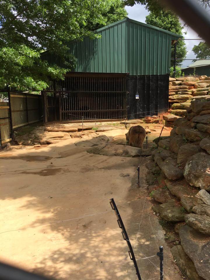 Grizzly Bear at the Chestatee Wildlife Preserve and Zoo, Dahlonega, Georgia