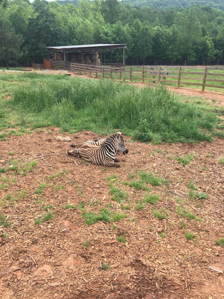 Zebra at the Chestatee Wildlife Preserve and Zoo, Dahlonega, Georgia