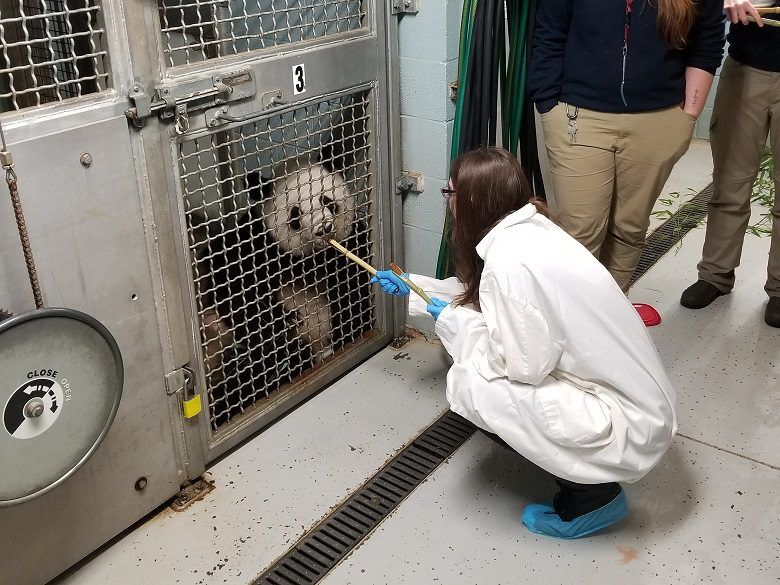 Zoo Atlanta Panda Encounter Review