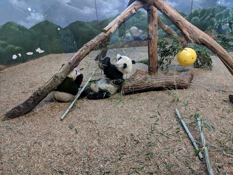 atlanta zoo tickets panda        
        <figure class=