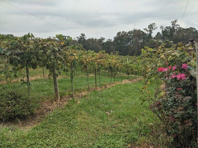 Visiting Big Door Vineyards in White,