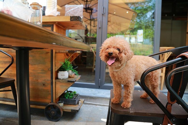 the-best-pet-friendly-restaurants-and-patios-in-atlanta