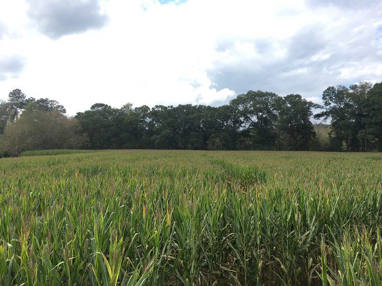 Corn Field at Uncle Shuck's Corn Maze, Dawsonville, Georgia