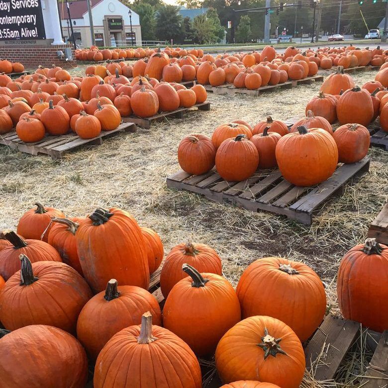 My Favorite Pumpkin Patch in Atlanta, Paige Minds The Gap