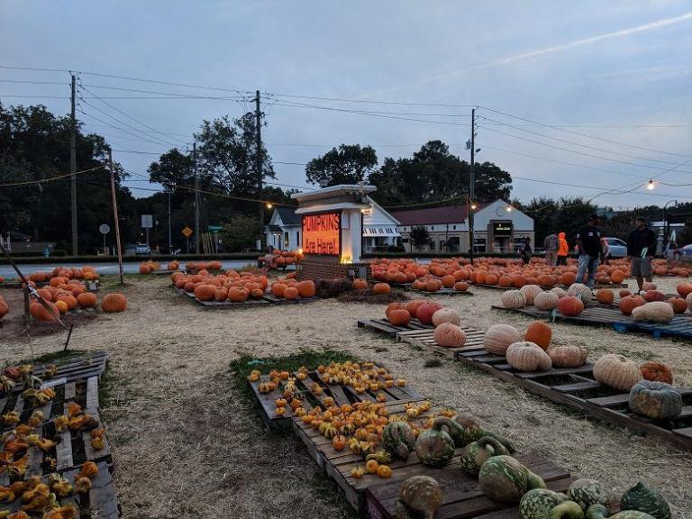 My Favorite Pumpkin Patch in Atlanta, Paige Minds The Gap