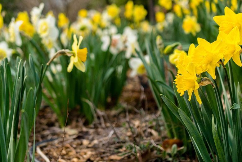 Ultimate Guide to the Smyrna Jonquil Festival