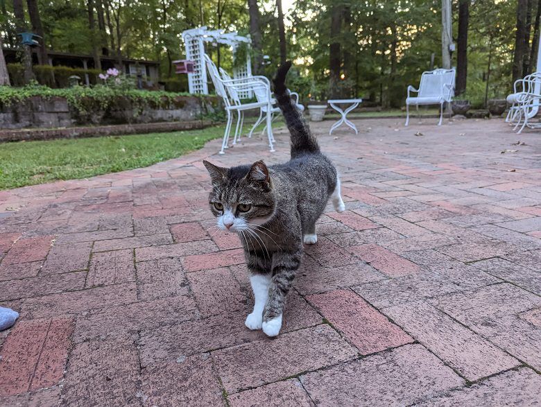 Cat at East Hills Inn Bed & Breakfast, Dickson, Tennessee