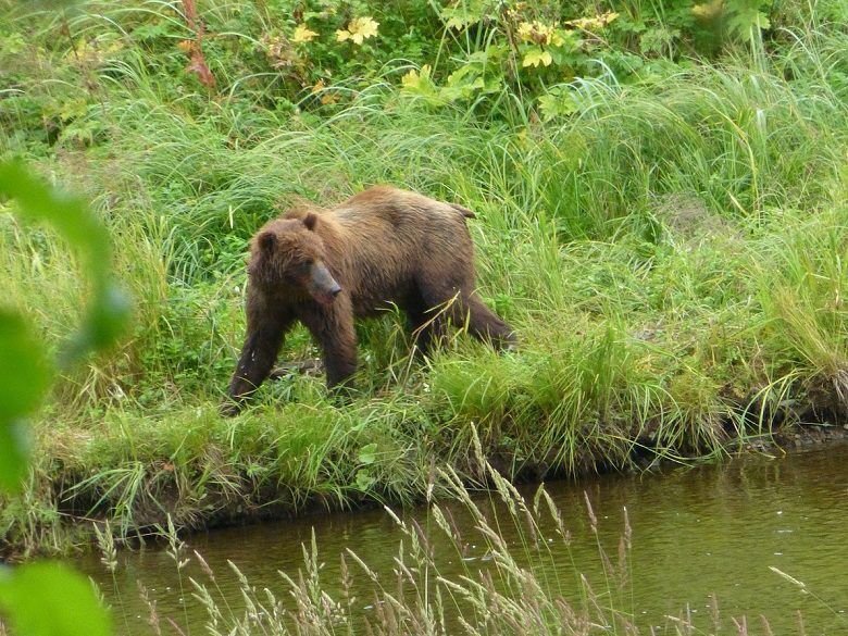 Brown bear along the Spasski River, Icy Strait Point, Hoonah, Alaska