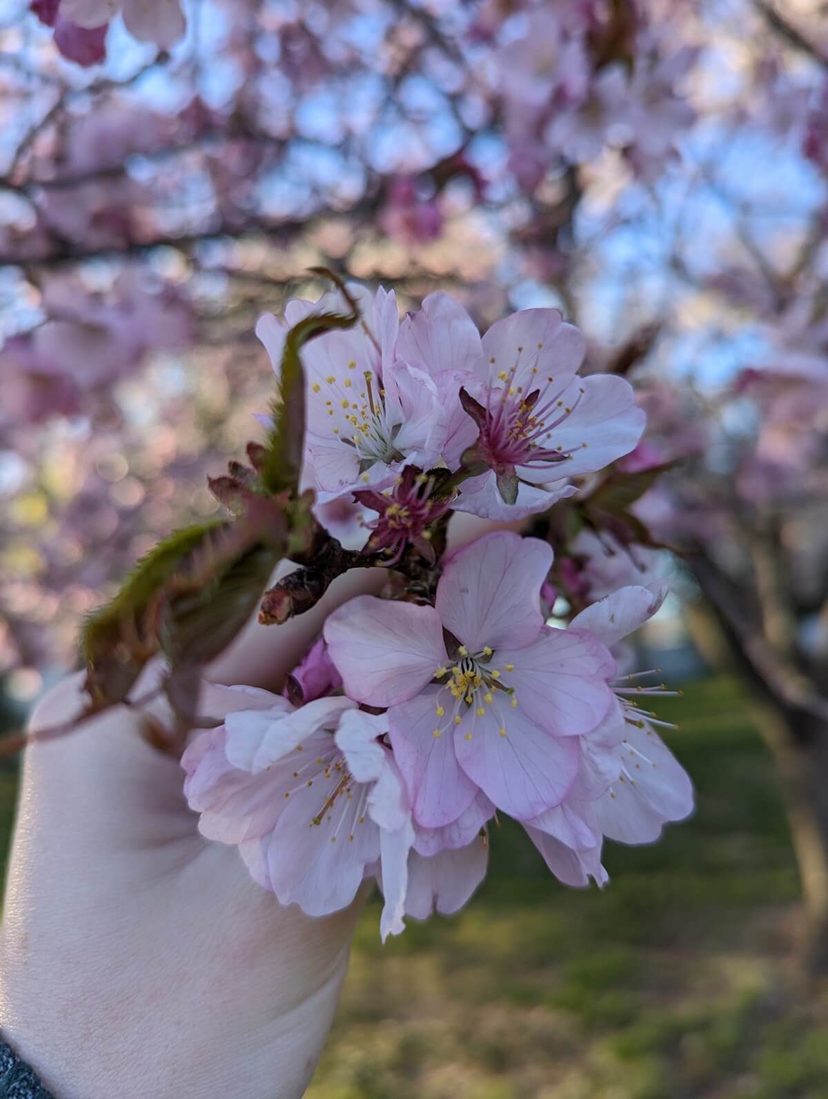 Where to See Cherry Blossoms in Washington DC