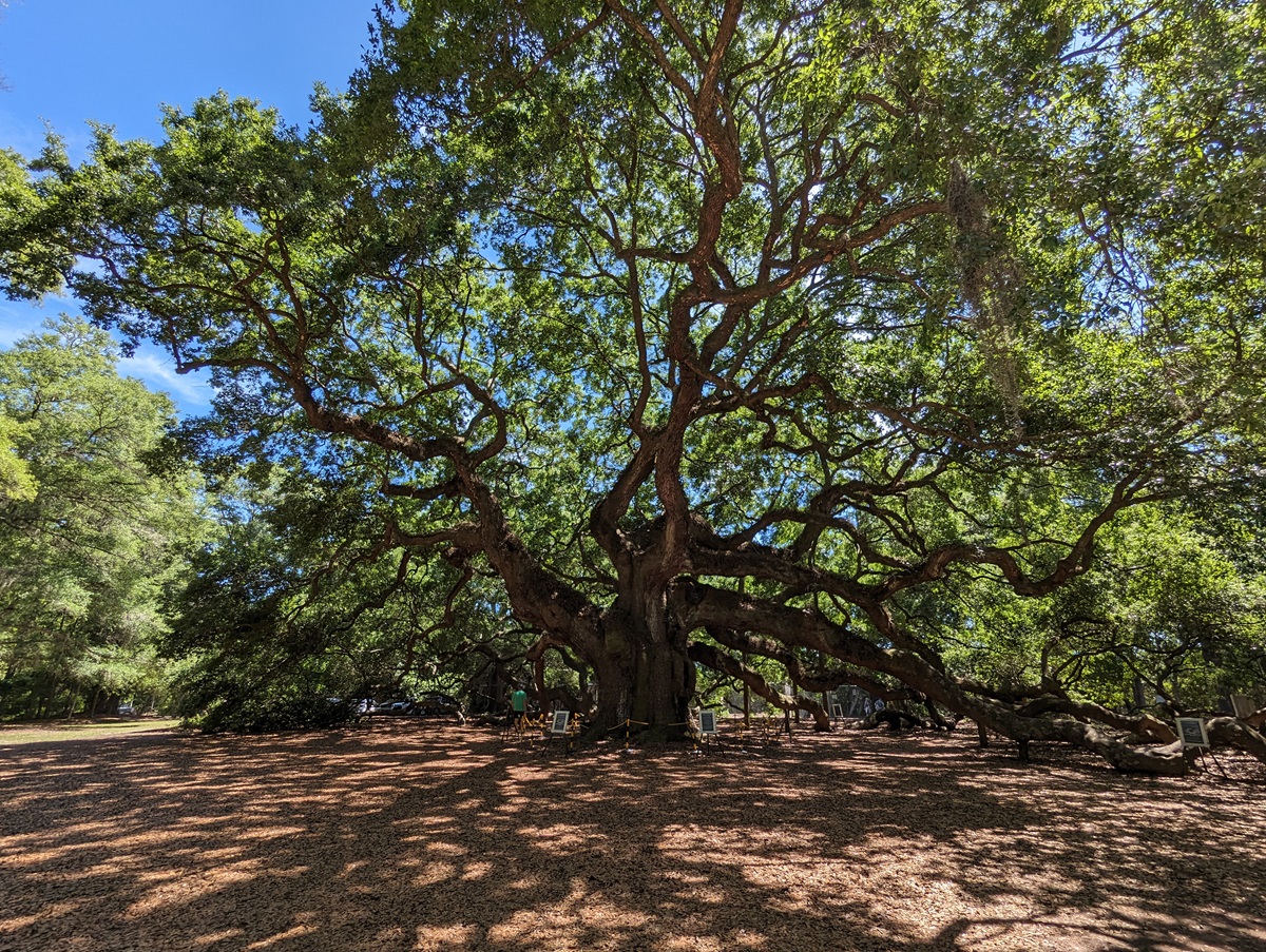14 Romantic Things to Do in Charleston for Couples